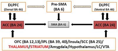 Compulsivity in Alcohol Use Disorder and Obsessive Compulsive Disorder: Implications for Neuromodulation